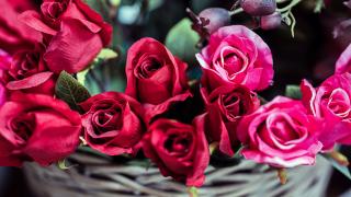 Punaisia ruusuja korissa.